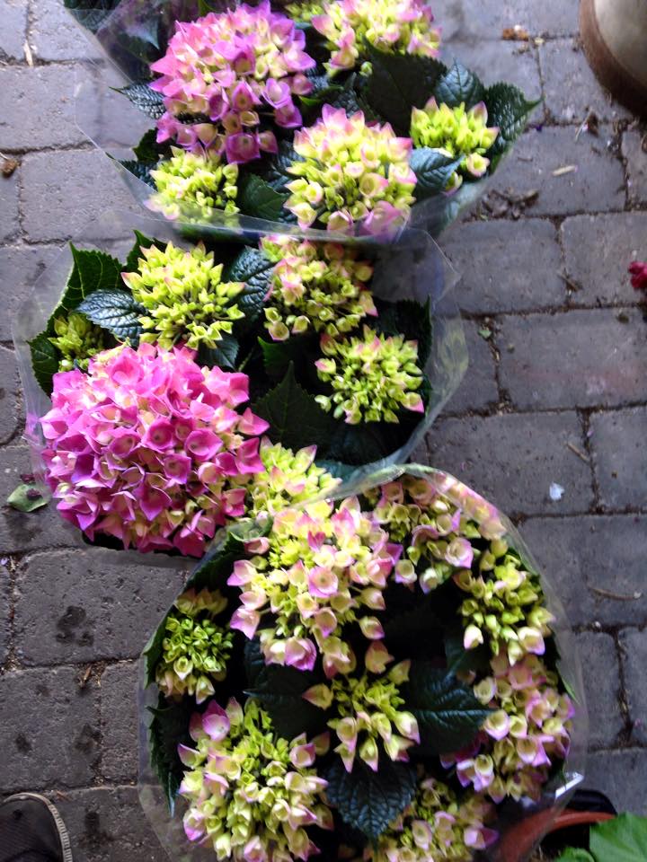 Pink-Green Mix Hortensia
